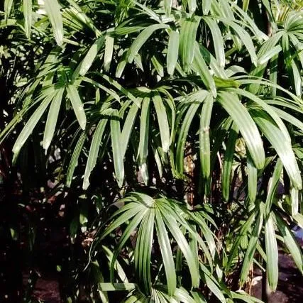 thumbnail for publication: Rhapis excelsa: Lady Palm